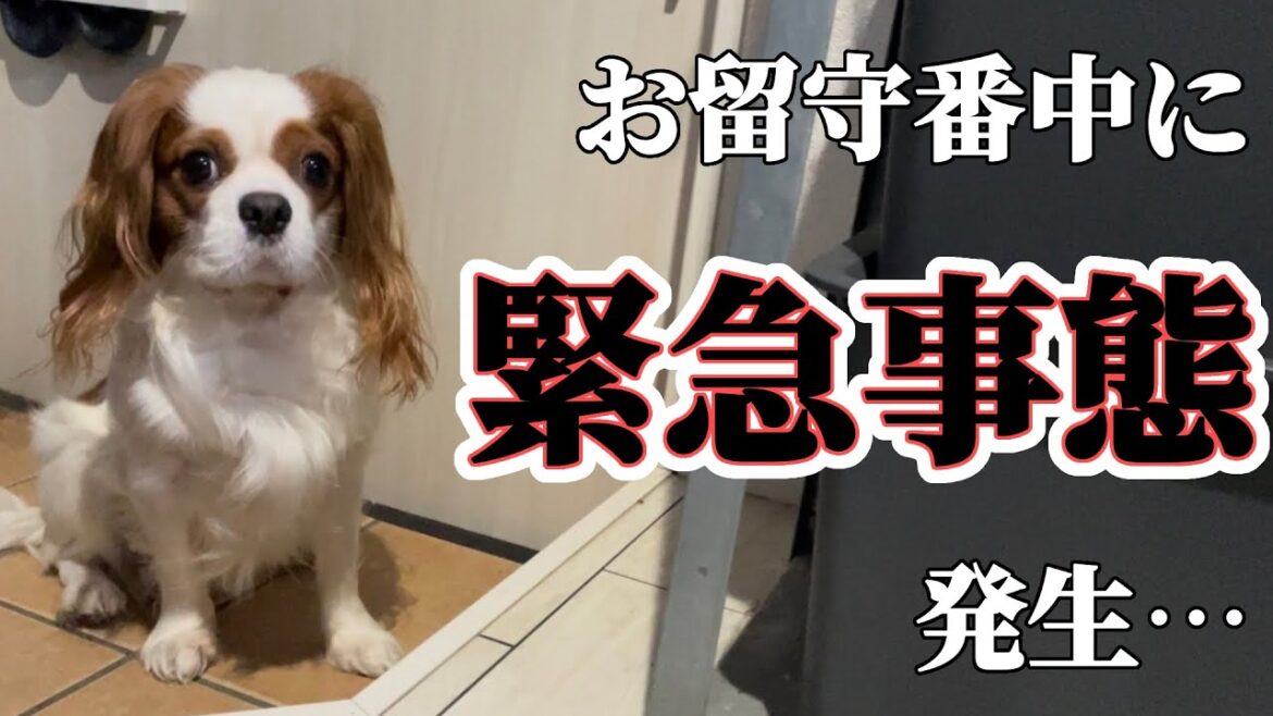 大好きなママがいないお留守番中の愛犬に緊急事態発生…【休日ルーティン】