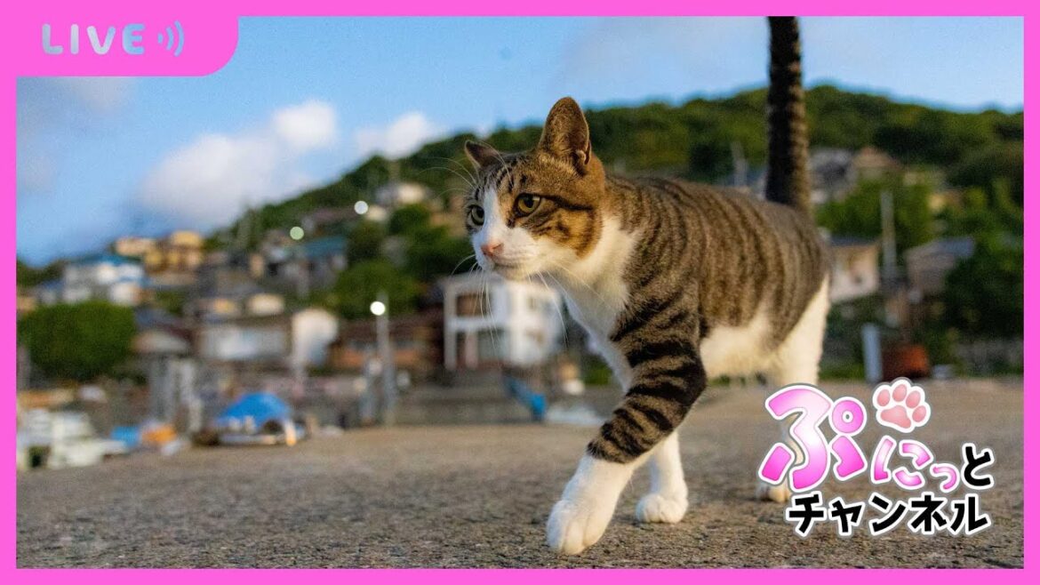 可愛い猫ちゃんライブ配信♪2024/1/19 可愛い猫ちゃんライブ配信♪2024/1/19