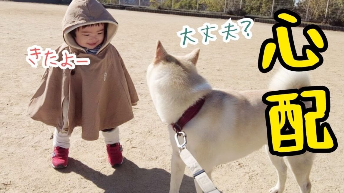 赤ちゃんの初散歩を心配そうに見守る柴犬の姿に感動！