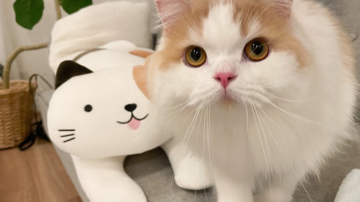 レモンについて内緒にしてたことをお話しします...。