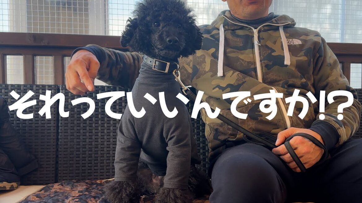 マナーの悪い客をやんわり注意した結果…【人気カフェにて】【大きいトイプードル】