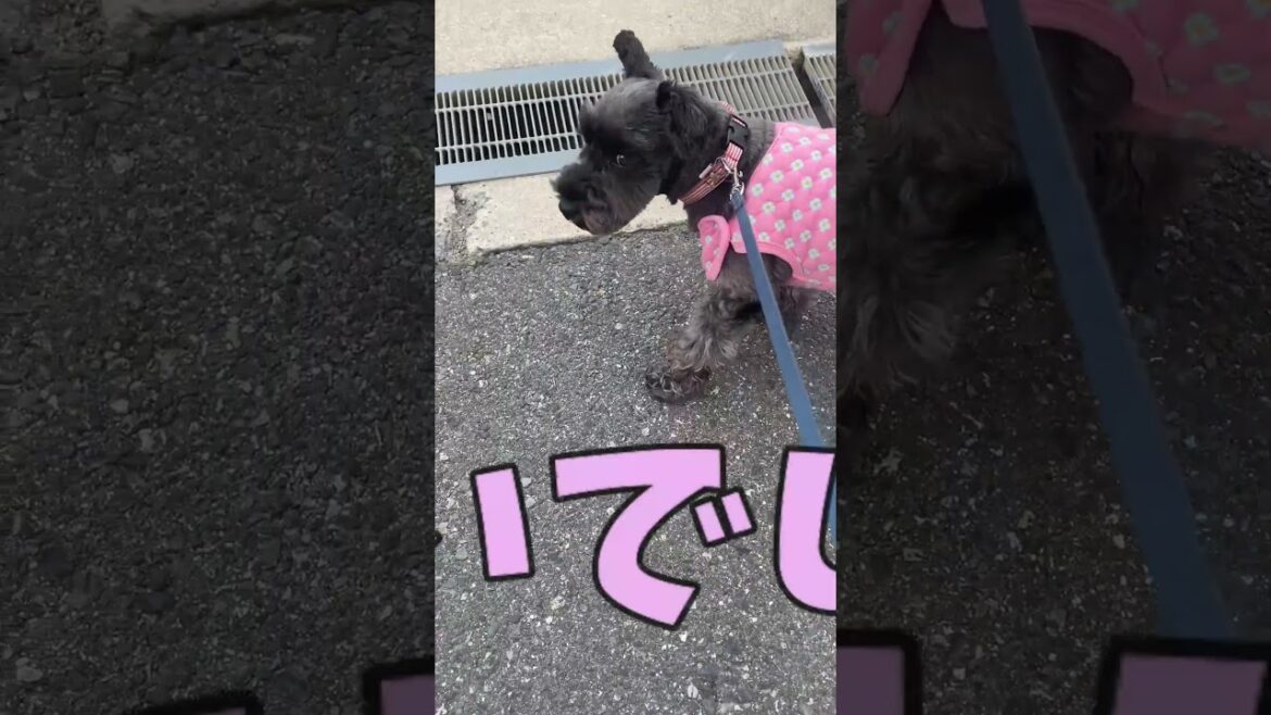 独特な散歩をする犬【関西弁でしゃべる犬】dog taking a unique walk#598#2024#日常#散歩#トイプードル#ミニチュアシュナウザー#shorts 独特な散歩をする犬【関西弁でしゃべる犬】dog taking a unique walk#598#2024#日常#散歩#トイプードル#ミニチュアシュナウザー#shorts