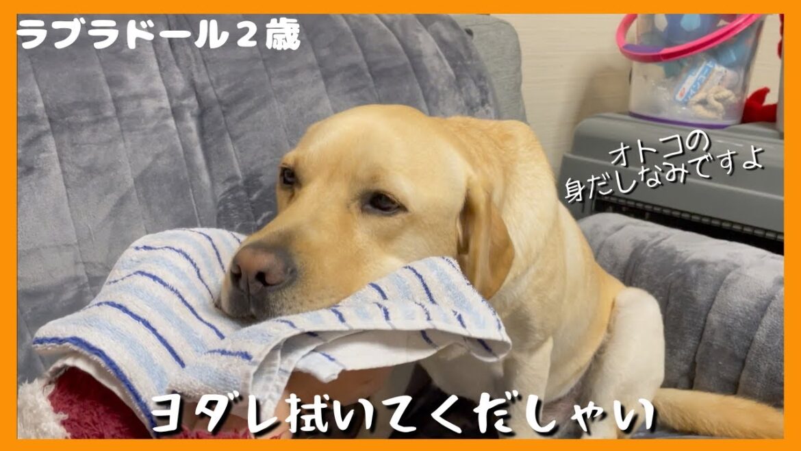 【ラブラドールレトリーバー】食後にヨダレを拭いてと言いにくる大型犬