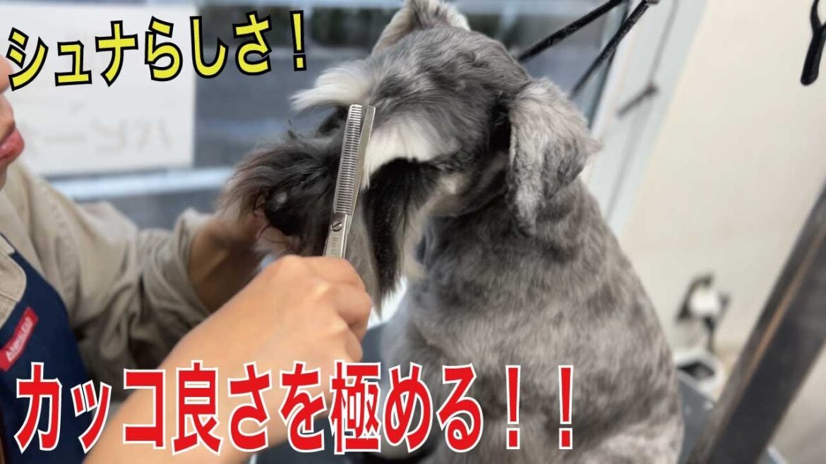 ミニチュアシュナウザーのカッコいいカットスタイル！（バロンくん）
