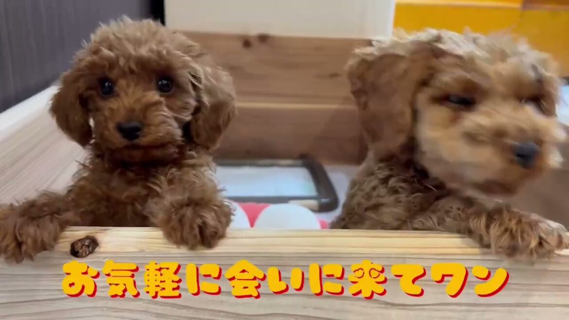 SEIRYUBENGALS　＃トイプードル　＃ペットショップ　＃宮崎県