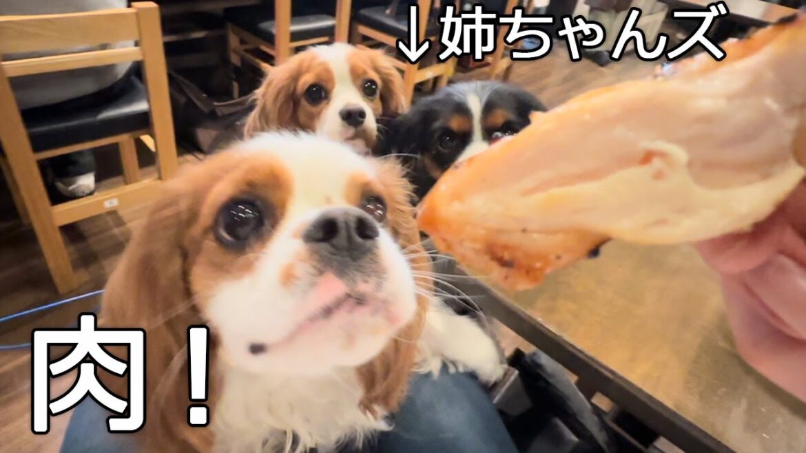 負けん気が強い姉ちゃんズをすり抜けて肉を食らう弟犬【2024串銀蔵新年会】