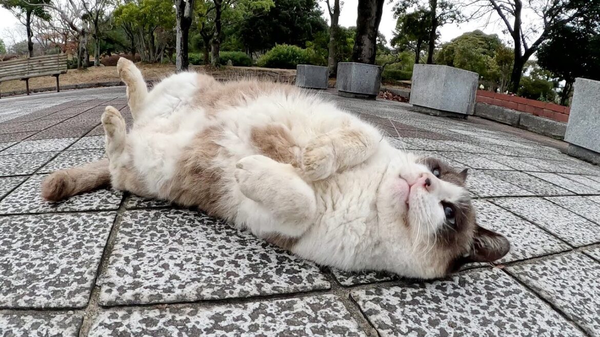 タヌキみたいなシャム猫が足にスリスリしてコロンと寝転がる