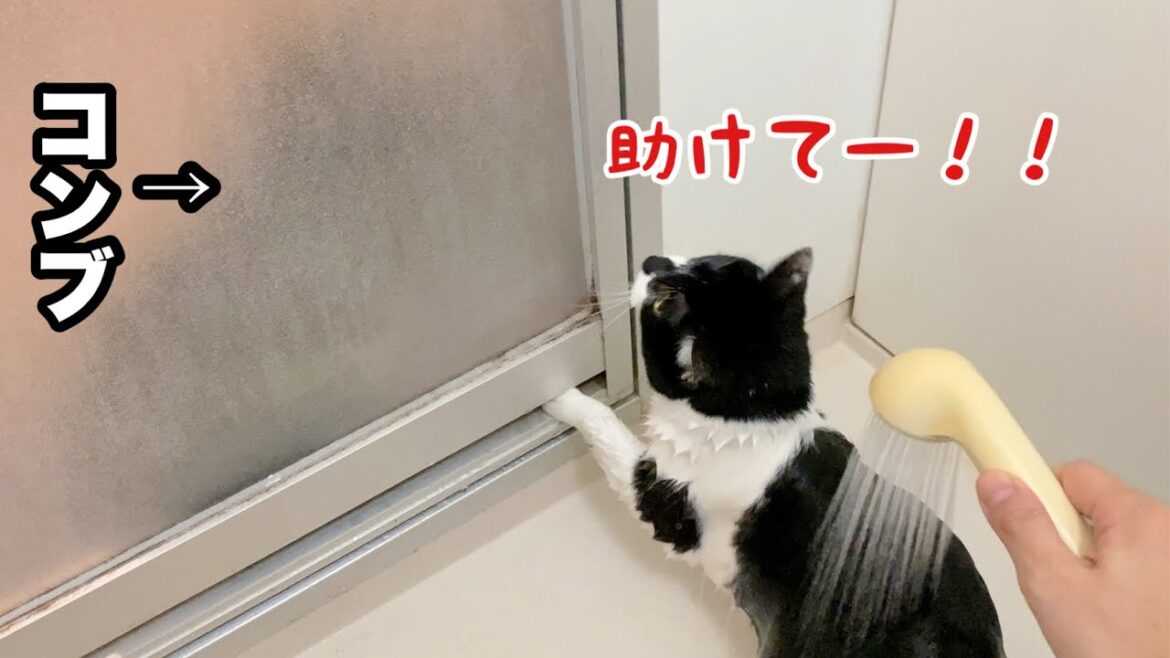 【感動】お風呂でハチワレ猫が絶叫していていたら黒猫さんが助けに来てくれた
