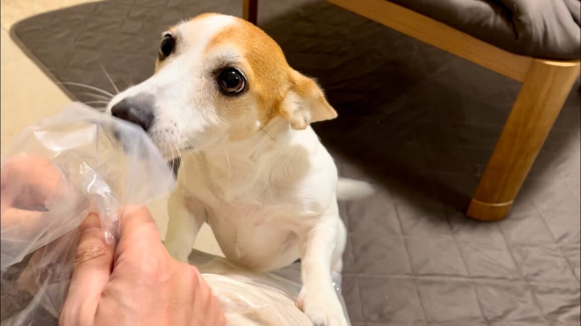 こたつ布団を出した時のジャックラッセルテリア
