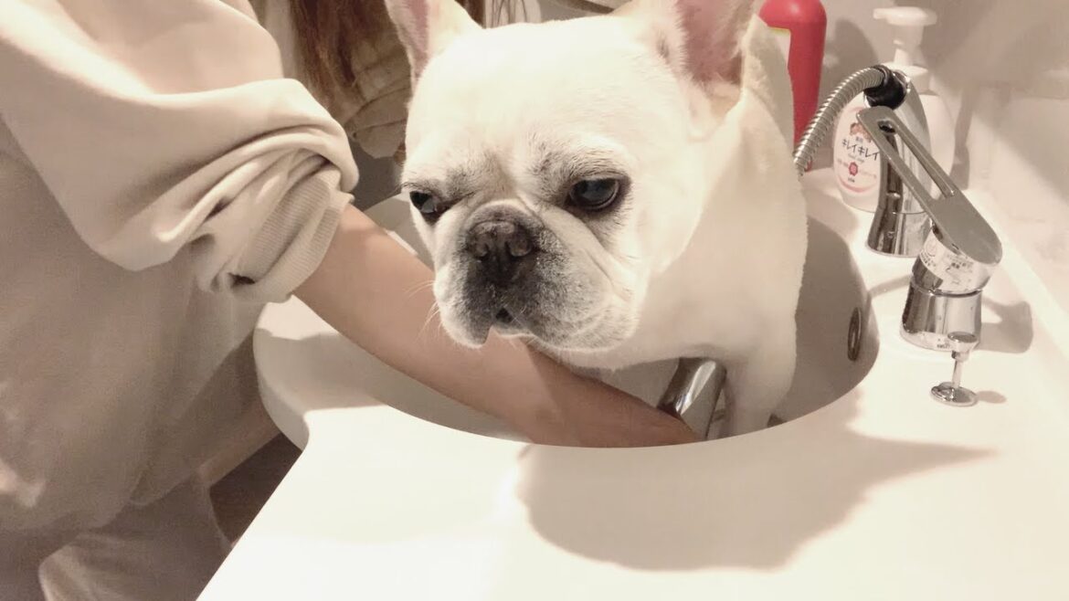 遊び疲れて抵抗力ゼロの犬が可愛い【フレンチブルドッグ frenchbulldog】