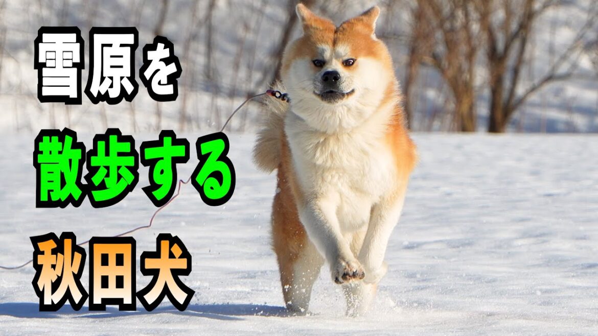 雪原を散歩する秋田犬【びしゃもん】