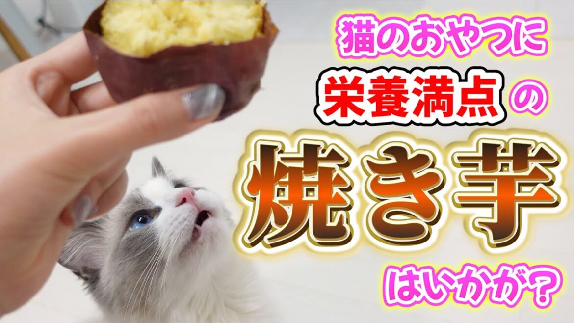 【ラグドール】焼き芋の匂いに釣られた猫たちにおすそ分けしてみた【スコティッシュフォールド】
