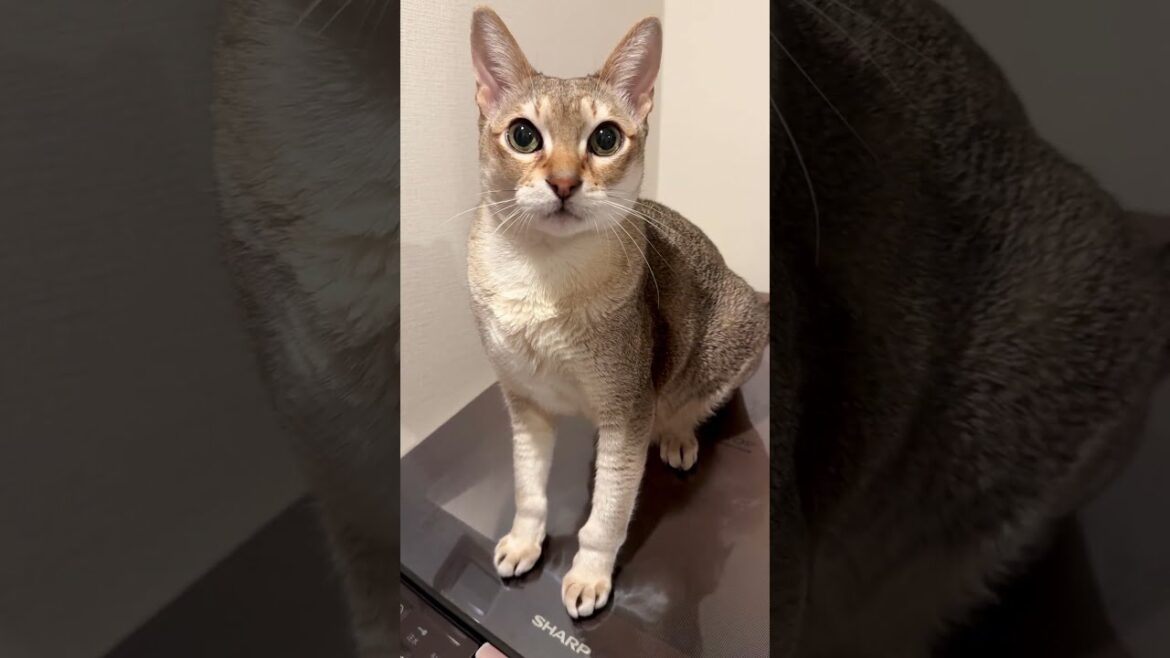 洗濯機の上をぐるぐる回って楽しんでいるシンガプーラなのにゃ♪#cat #シンガプーラ #singapura