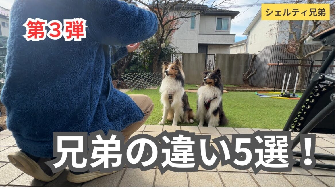 【シェルティ兄弟】この差は何？兄弟で違う性格や行動を五つご紹介の第3弾。
