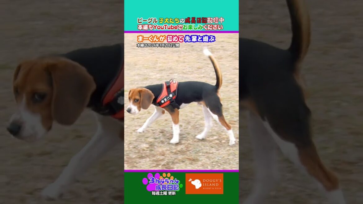 まーくん先輩とうまく遊べるかな【ビーグル子犬成長日記】 まーくん先輩とうまく遊べるかな【ビーグル子犬成長日記】
