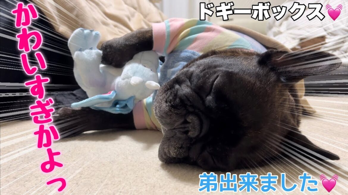 サプライズに喜怒哀楽するお茶目なフレンチブルドッグに癒されてちゃって下さい【ドギーボックス】