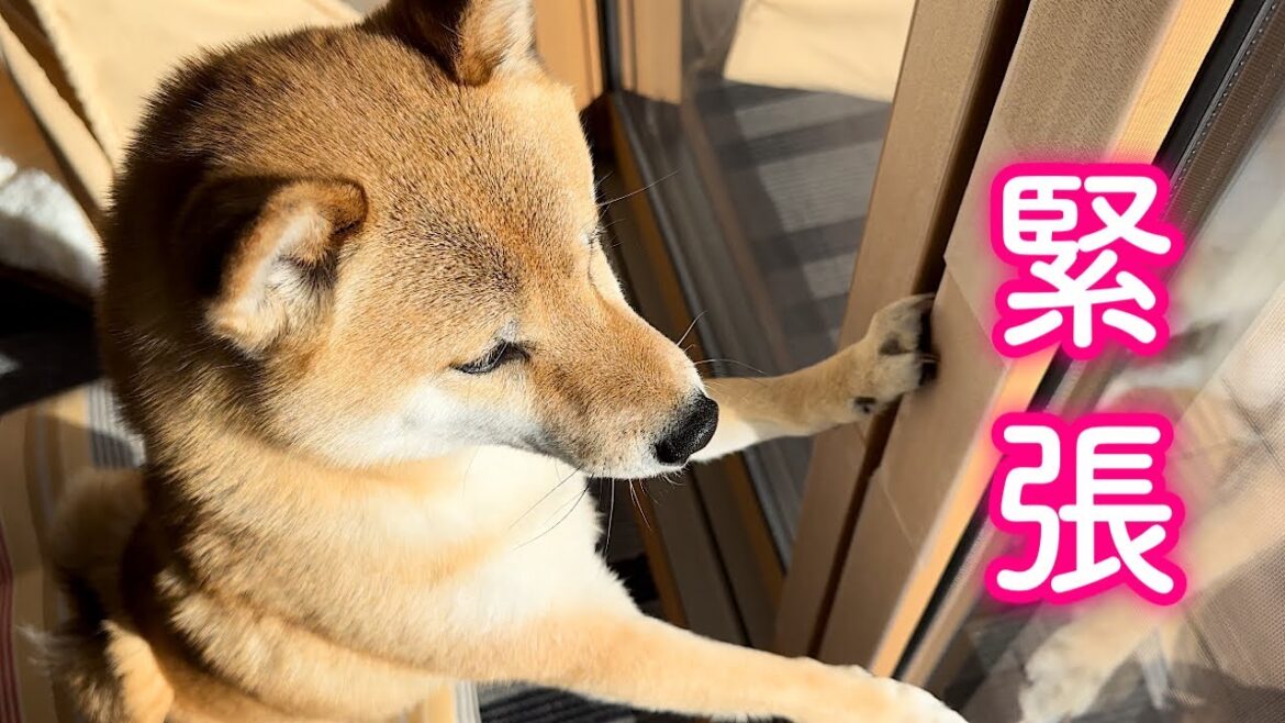 謎の生物が現れた瞬間狩の本能を剥き出しにする柴犬