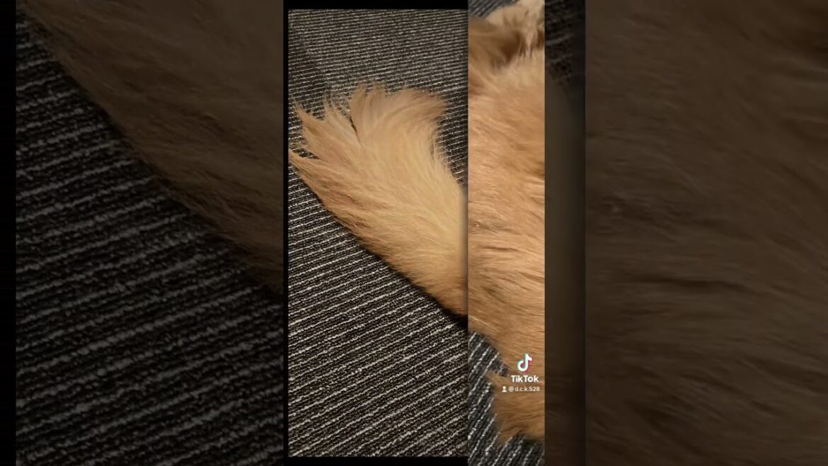 思っていた以上に似合ってる💜#shorts #ソマリ#ねこ