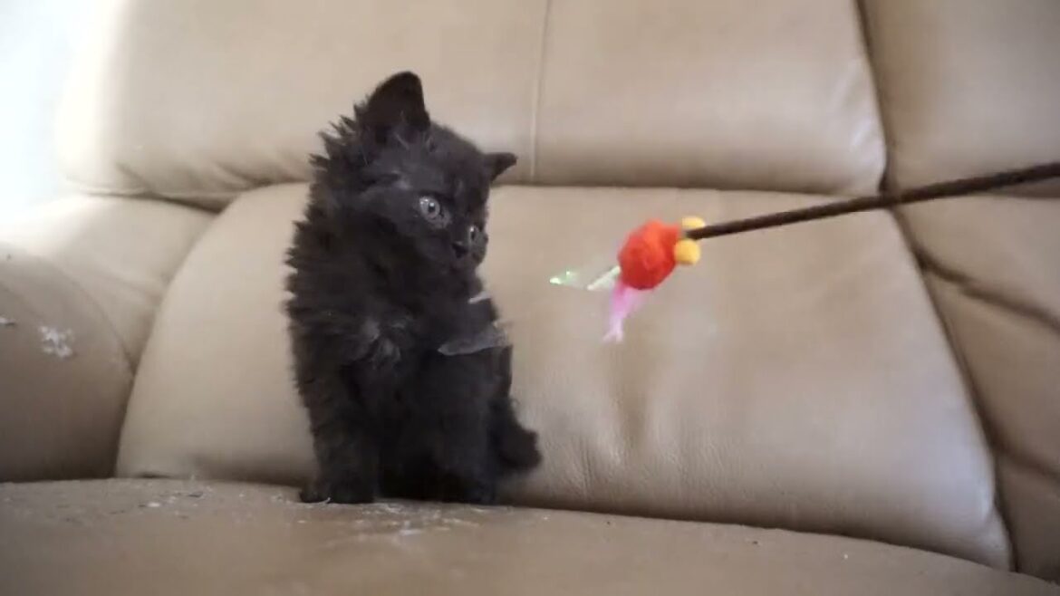 セルカークレックス子猫　2023.11.5産まれ 　ブラック　　女の子　シーダキャット猫のお店