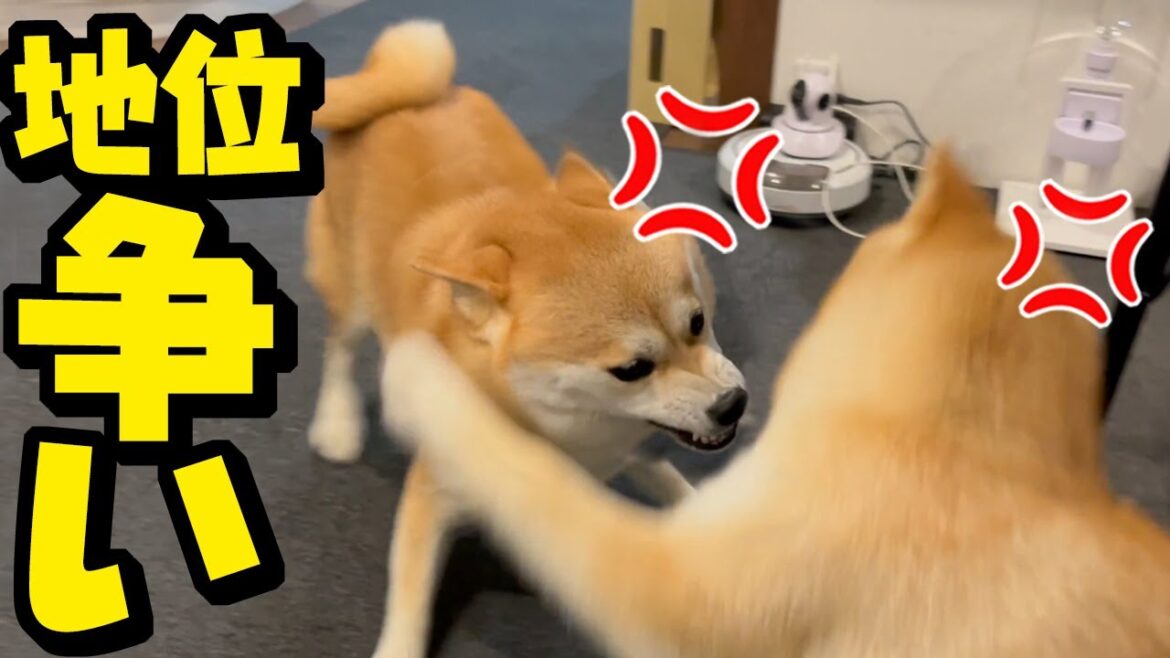 上下関係が逆転？姉犬の座を狙う子犬にとうとうブチギレてしまう姉柴犬
