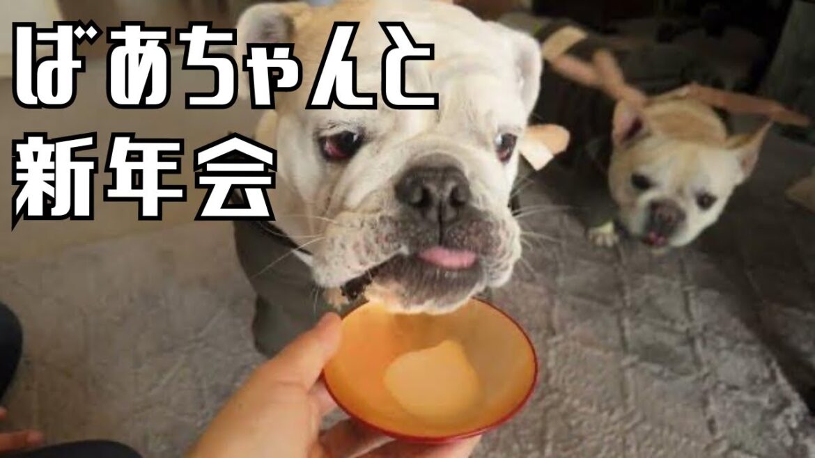 ブルドッグとフレブルとばあちゃんちで新年会