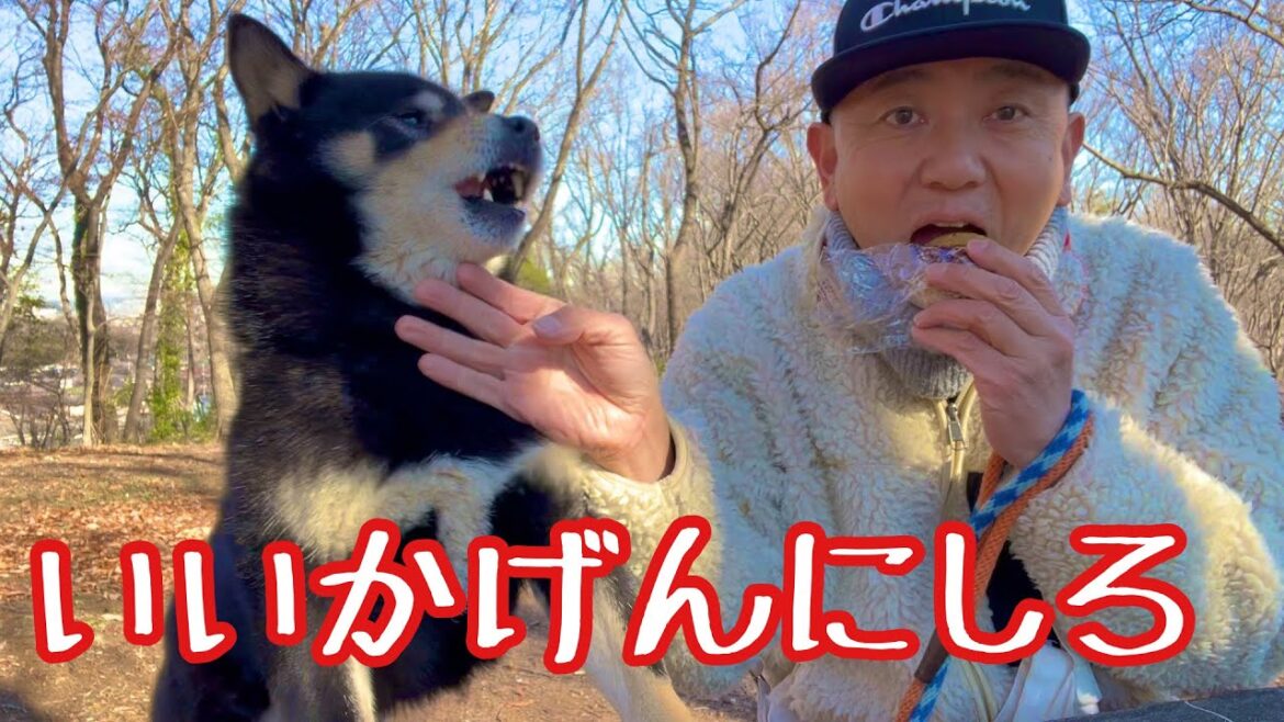 散歩中におまんじゅうを食べたら！やられた！