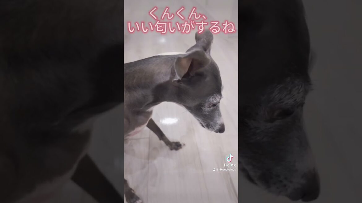 年越しそばを食べるイタリアングレーハウンド #イタグレ #犬 #dog #ペット