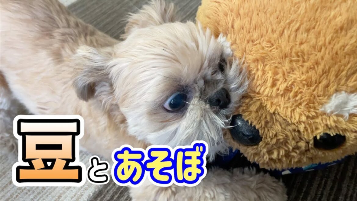 朝から元気いっぱい！豆三郎で遊ぼ チワワ×シーズー
