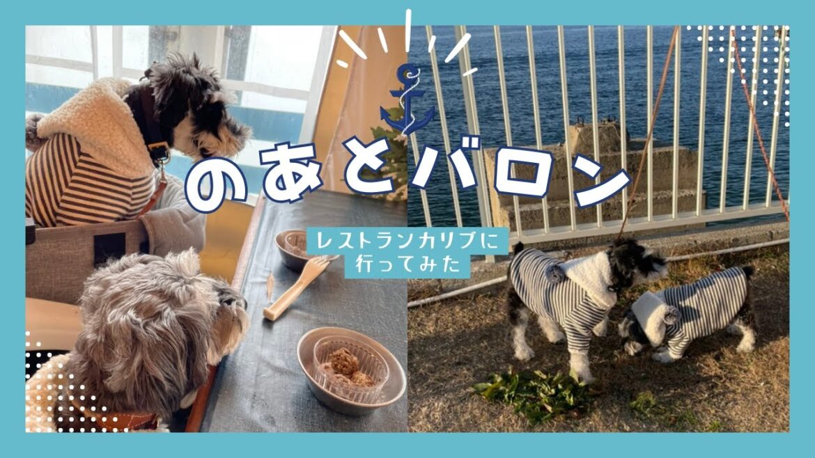 【ミニチュアシュナウザー】【ドッグラン付きレストラン】のあとバロンがいくレストラン カリブ