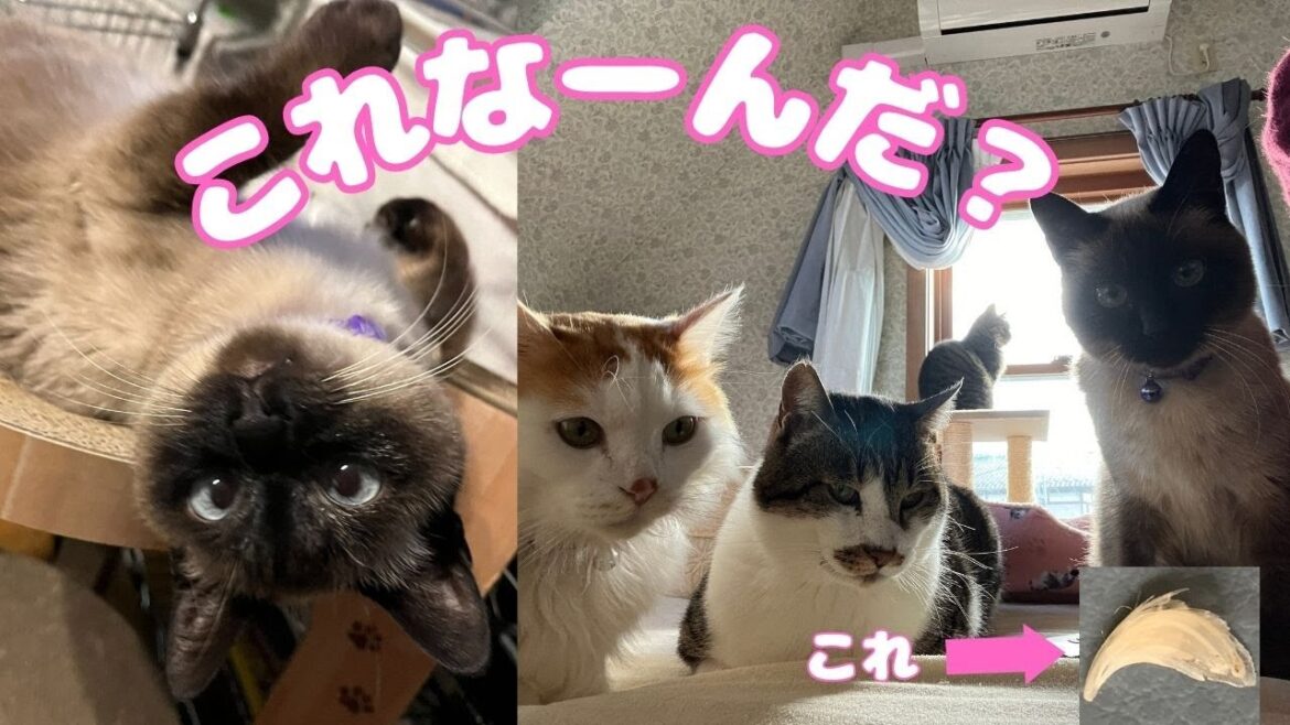 我が家の保護猫達が、よく落とす落とし物。ちびシャムのヴィヴァも大猫サバも、もふもふぴーちゃんも、みーんな落とす落とし物です。ひげ?いえいえ、違うんです。ちょっと困るけど、猫には絶対必要なあれです💕 我が家の保護猫達が、よく落とす落とし物。ちびシャムのヴィヴァも大猫サバも、もふもふぴーちゃんも、みーんな落とす落とし物です。ひげ?いえいえ、違うんです。ちょっと困るけど、猫には絶対必要なあれです💕