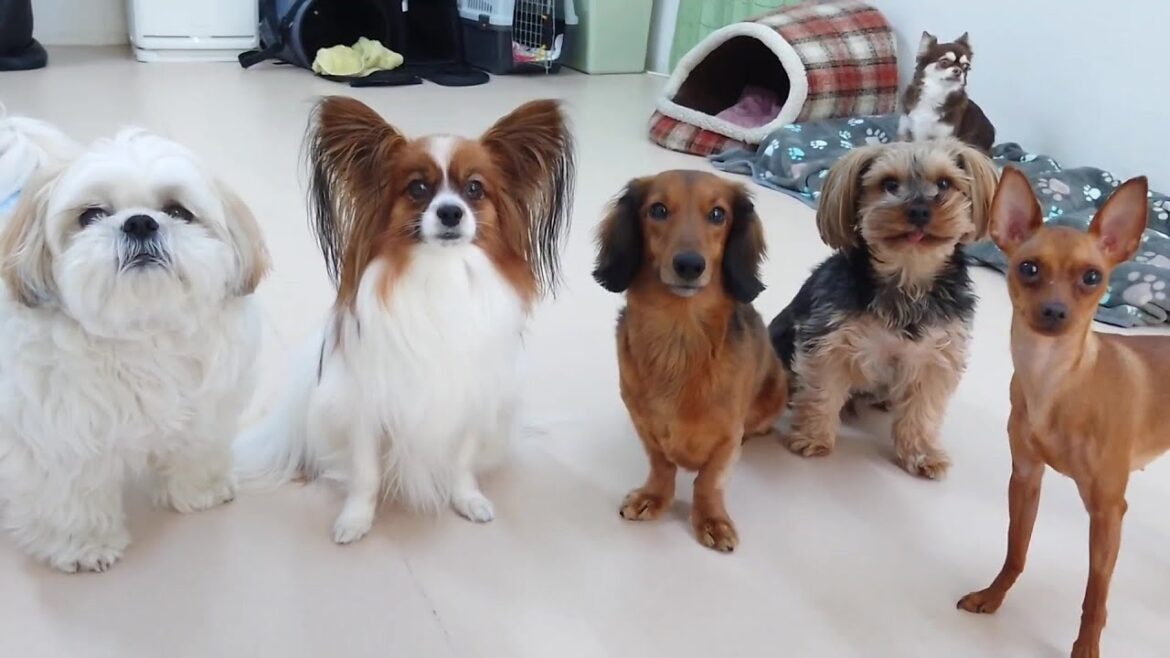 かっこつけて並ぶ犬たち　🐶ひみつきちなう！①🐶  2024年1月19日