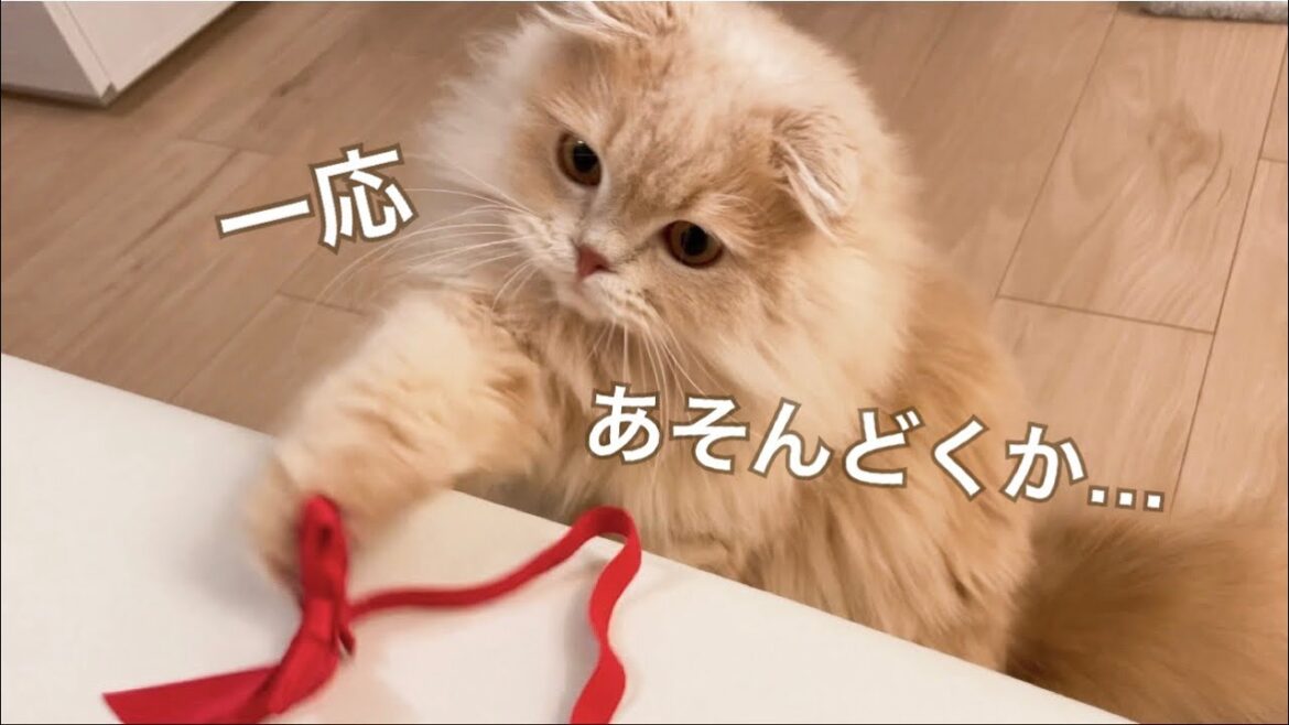 虚無顔で遊ぶ猫が可愛い【スコティッシュフォールド】【マンチカン】