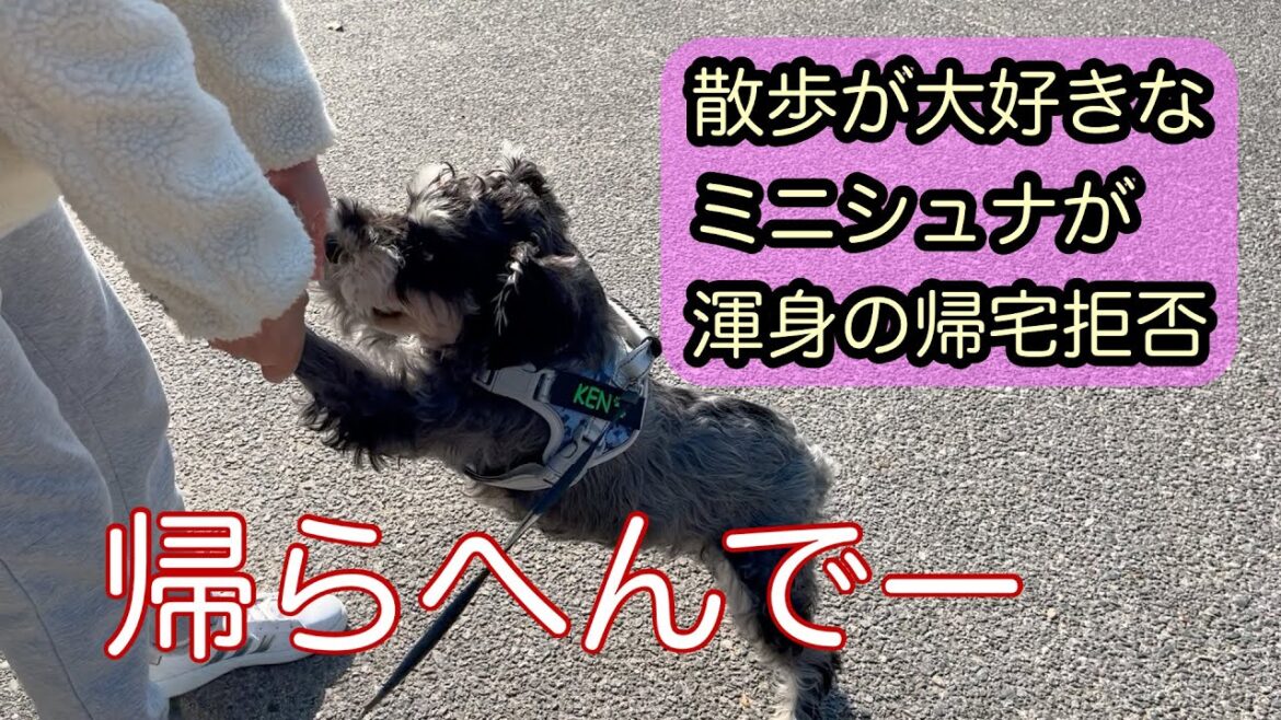 【渾身】元繁殖犬のケン駄々こねる？