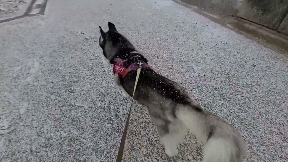 大雪で別人になって帰宅。