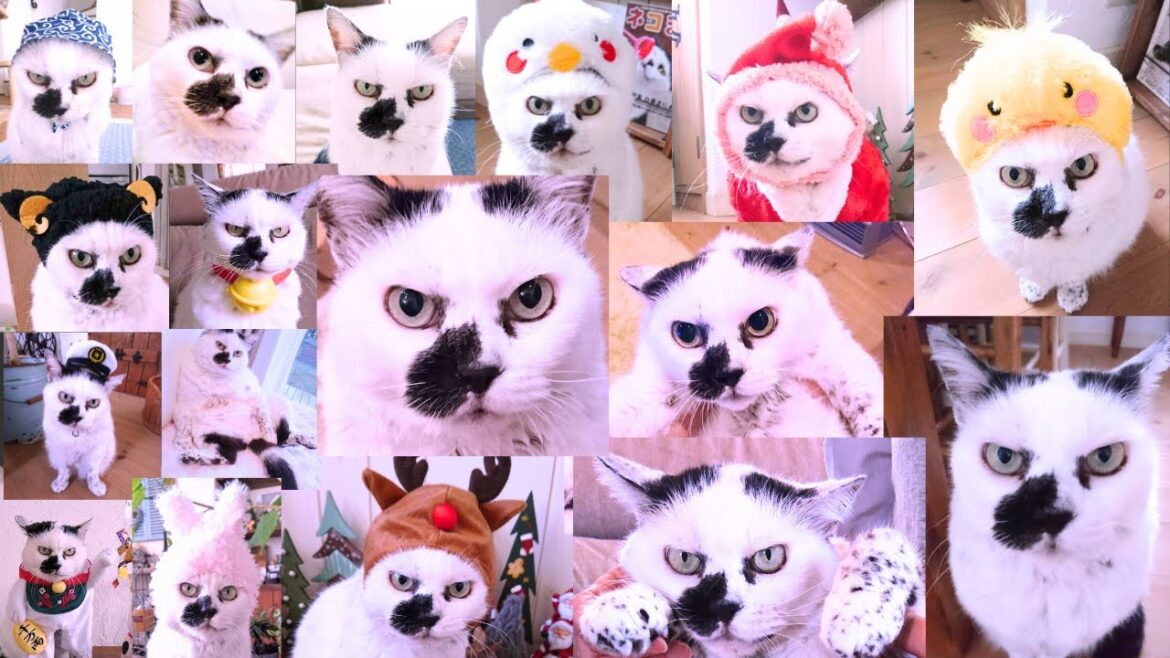 ダルメシアン猫って見たことある？ これを見たらきっとアナタは笑顔になれる❣️