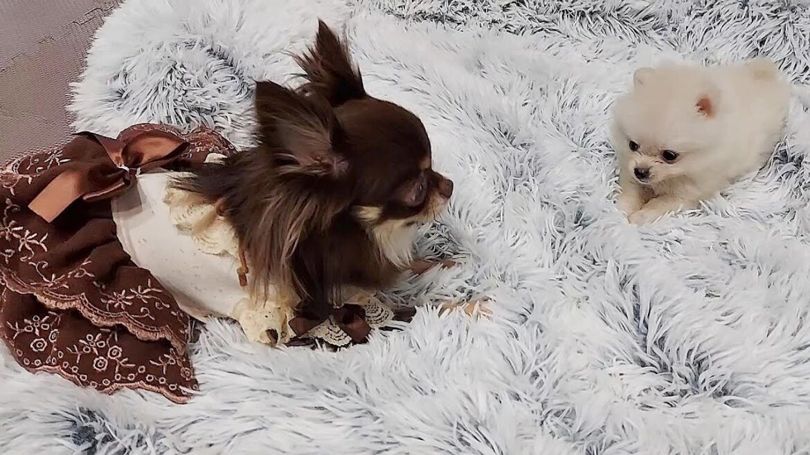 チワワ子犬にイジワル噛みつき心配…