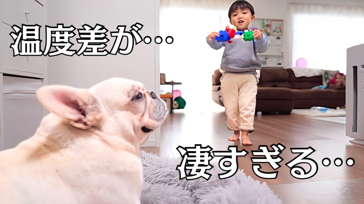 愛犬と3歳児の温度差がヤバすぎました…【元保護犬フレンチブルドッグ】