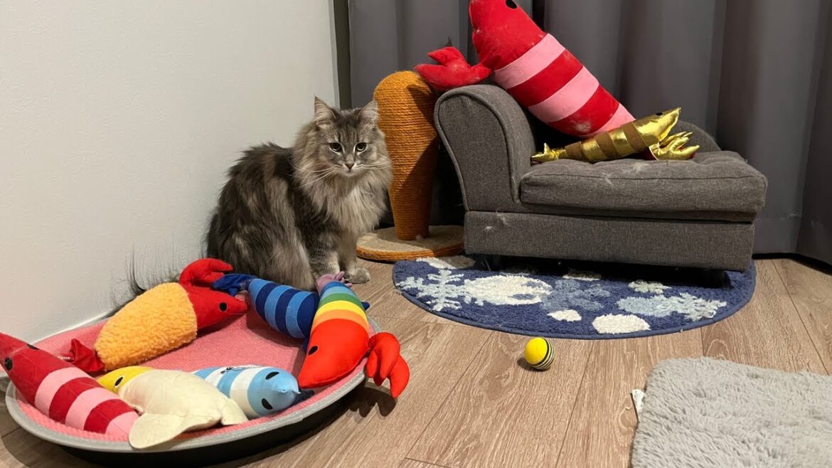 【猫配信】猫好き集まる毎週金曜の猫配信✨雑談してますのでみなさんお気軽に！ノルウェージャンフォレストキャット