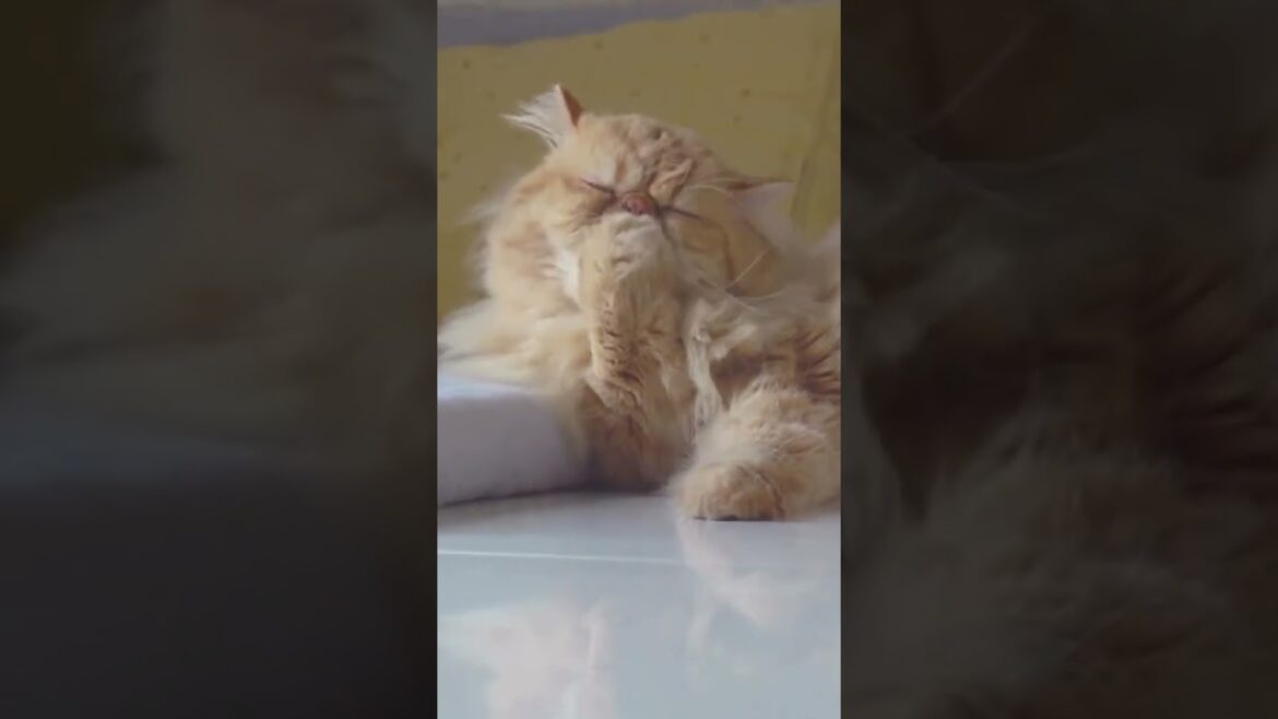 Brown cat #cat #cute #shorts