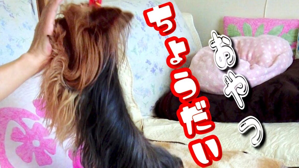 家では人(犬)が変わったよう----💦😂【キュートなヨーキー小型犬-60代夫婦と幸せなペット生活-】