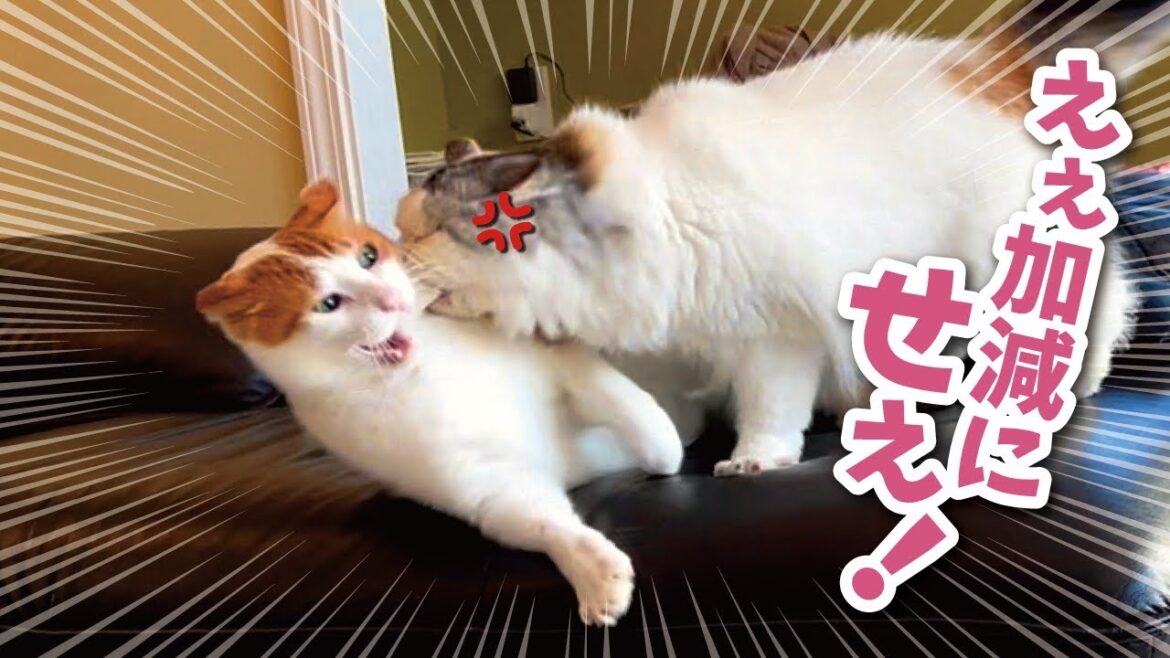 【ブチ切れ】完全にコロしにかかってくる先住猫が怖すぎました…【関西弁でしゃべる猫】【猫アテレコ】