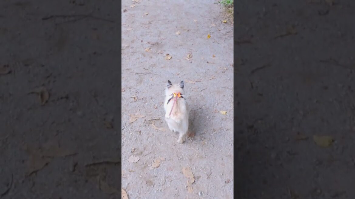 野鳩をあと少しで狩り（ハンティング）しそうになったワンコです。
