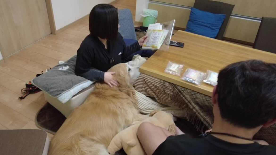 命を預かる責任と決意。動けなくなってしまった君との日々。【Golden Retriever japan】