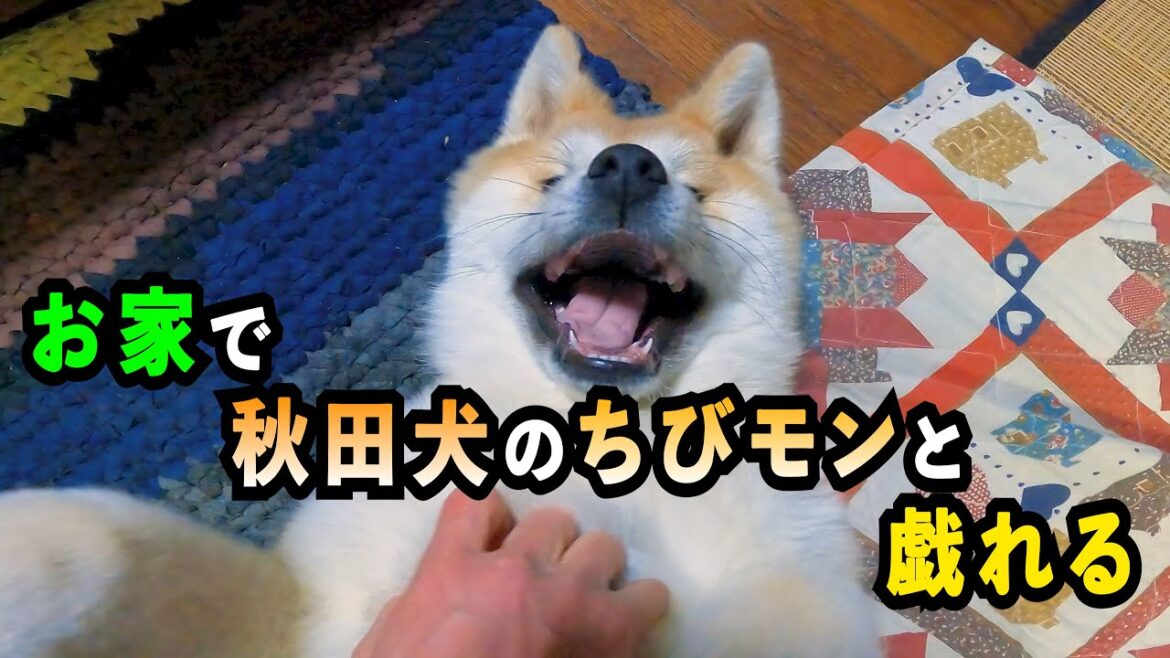 家の中で秋田犬のちびモンと戯れる【ちびしゃもん】