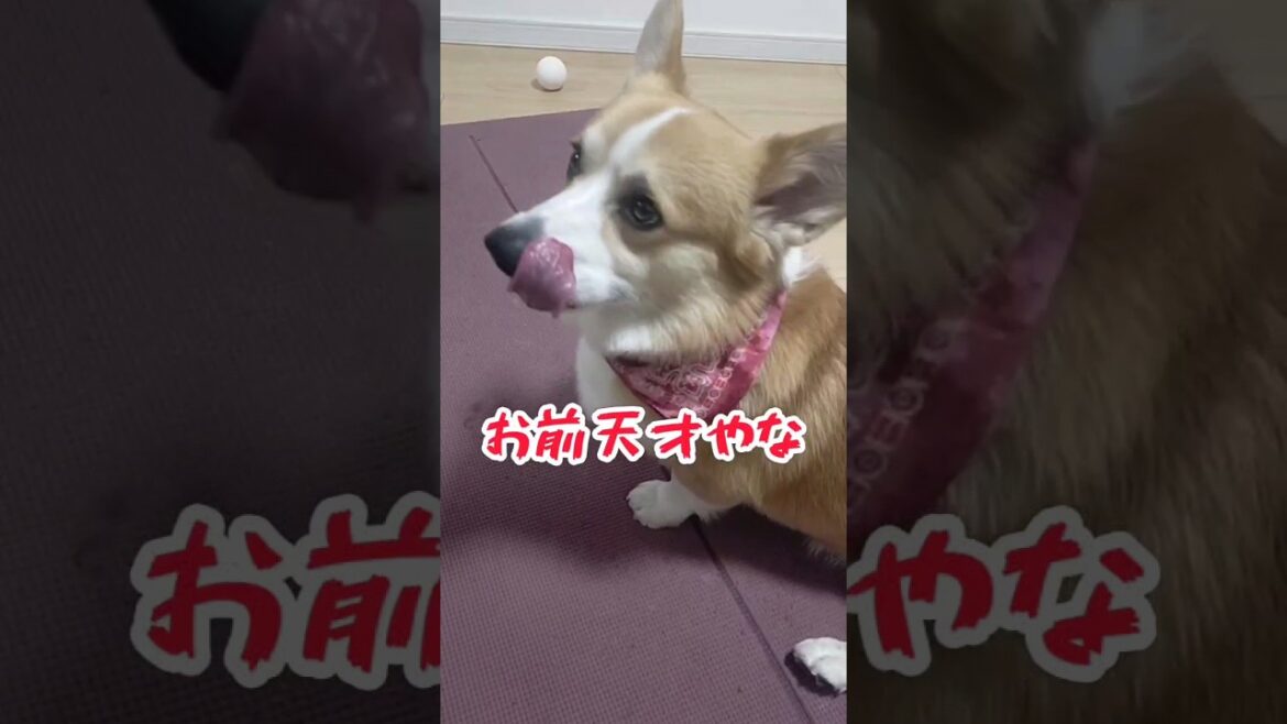 "ヨシ"の聞き分けが出来る天才コーギー / "OK, a genius corgi who knows the difference #shrots