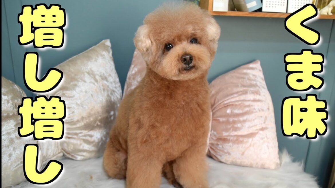 今年初のテディベアカットでぬいぐるみみたいになって帰ってきましたw【トイプードル】 今年初のテディベアカットでぬいぐるみみたいになって帰ってきましたw【トイプードル】