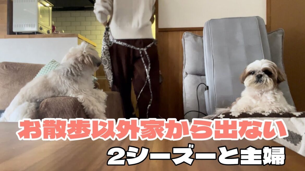 [シーズー多頭飼い]お散歩以外家から出ない2シーズー と主婦