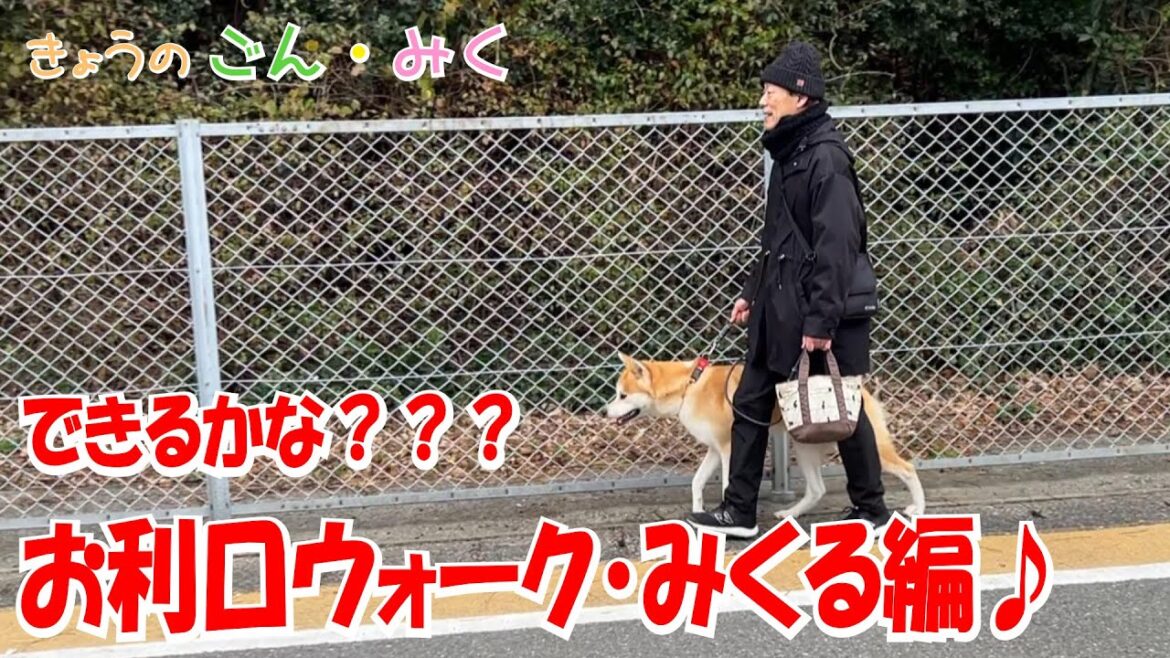 できるかな？？？ お利口ウォーク・みくる編♪　今日のごん・みく♡　秋田犬【ごん・みく チャンネル】