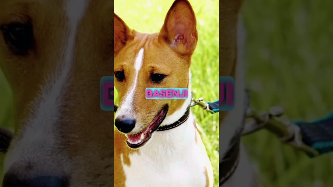 Basenji - What do you think about this dog? #dog #dogs #shortsvideo #subscribe