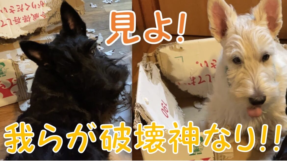 我が家の破壊神のために犬が大好きなとんでもないものを発見してきました！【スコティッシュテリア　シルク＆ラムジー】